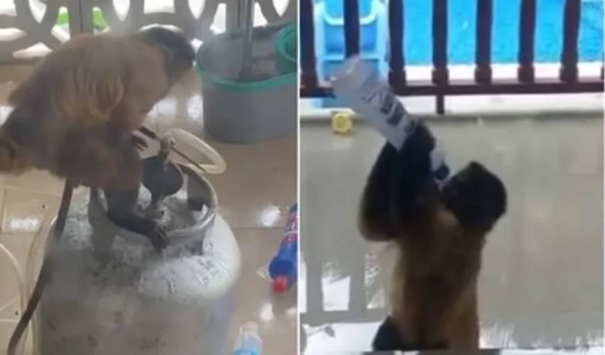 VÍDEO: Macaco dá trabalho para bombeiros após invadir casas no Maranhão