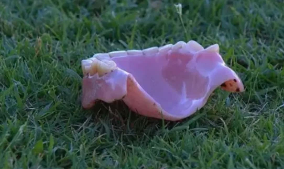 Reconciliação frustrada: mulher usa dentadura como “arma” em briga com ex no motel