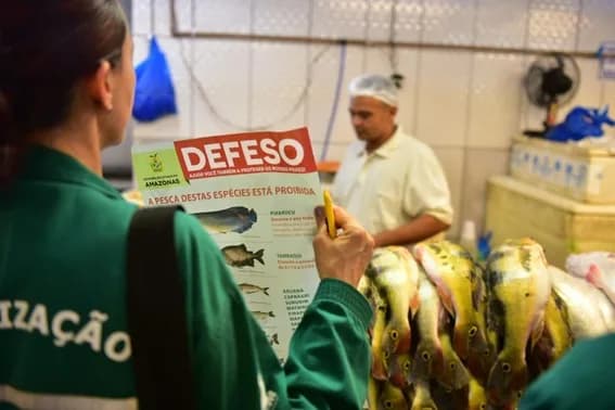 Começa nesta sexta o período de defeso no Amazonas; veja lista de peixes proibidos para pesca