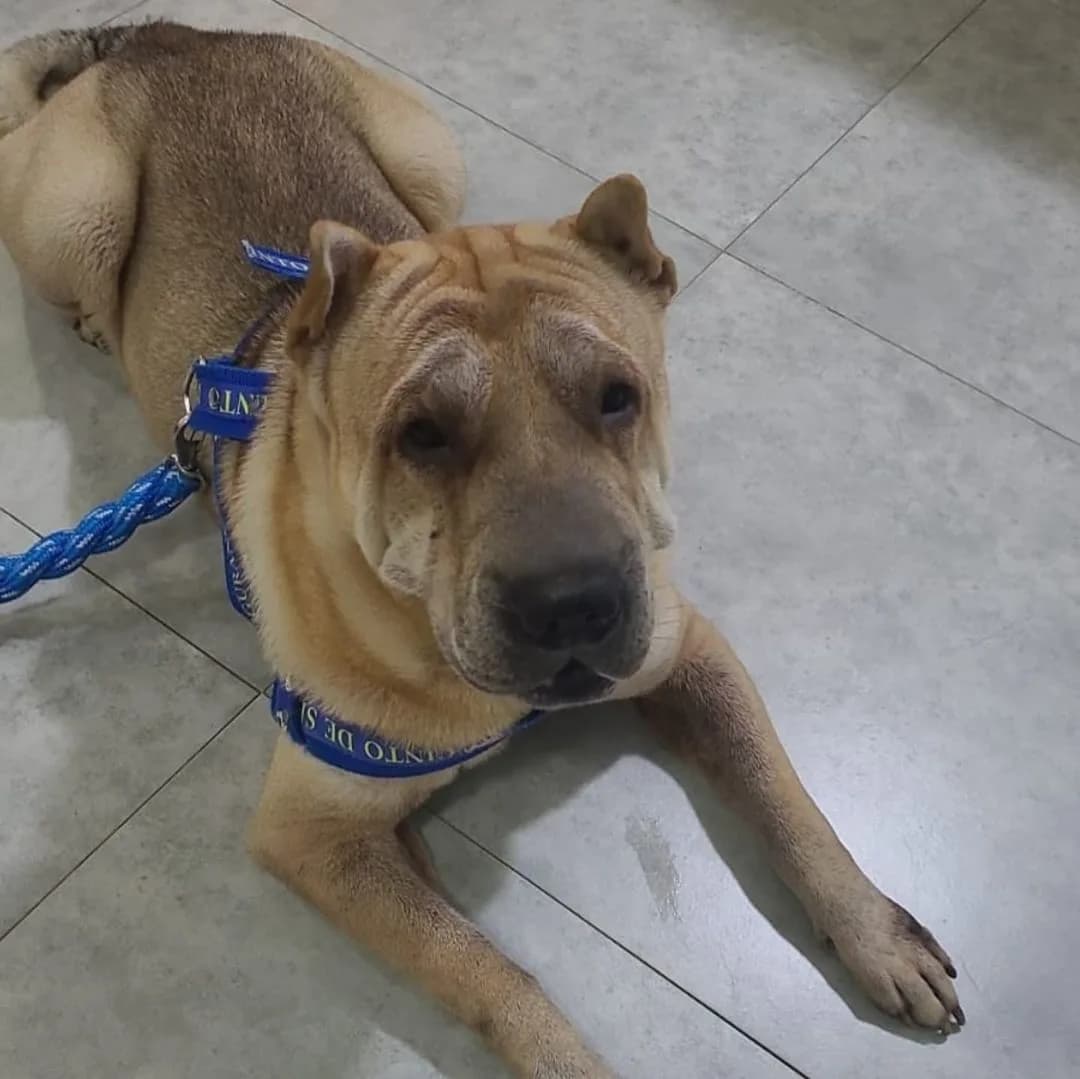 Cachorro morre em viagem terrestre de Manaus a Campo Grande, denuncia tutora