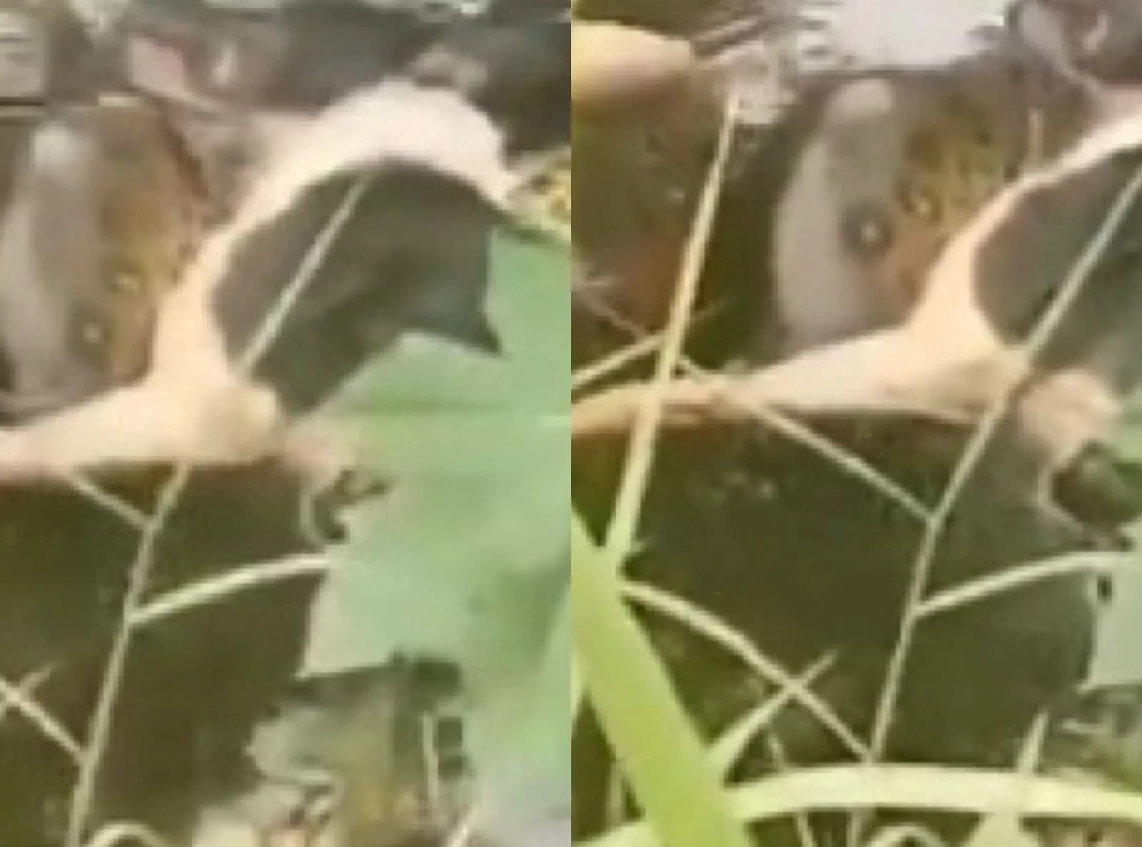 VÍDEO: Sucuri de 4 metros é capturada após matar cachorro em Cuiabá