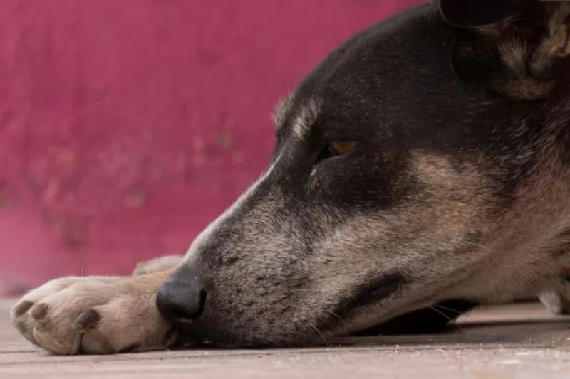 Justiça ordena criação urgente de Centro de Zoonoses em Tapauá pela prefeitura