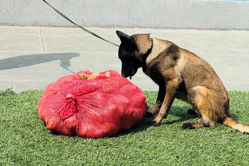Cadela policial auxilia na apreensão de pasta-base de cocaína em embarcação, em Coari