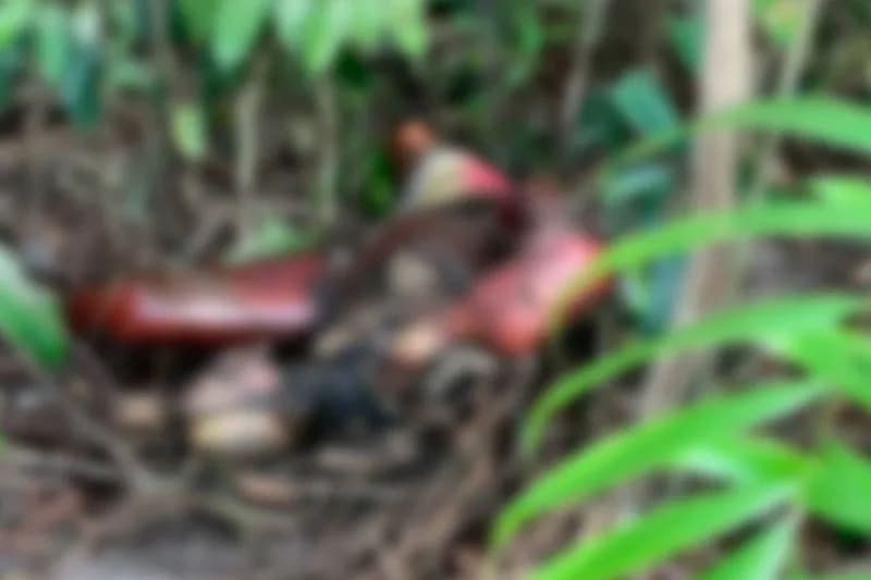 IMAGENS FORTES: Corpo em decomposição é encontrado em área de mata no ramal Uberê, em Manaus