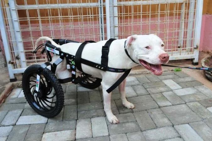 Morre Sansão, cão que teve as patas decepadas e inspirou lei contra maus-tratos a animais