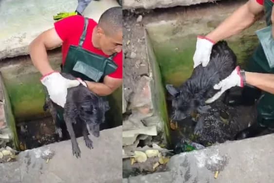 VÍDEO: Cachorro cego é resgatado após passar três dias preso em bueiro