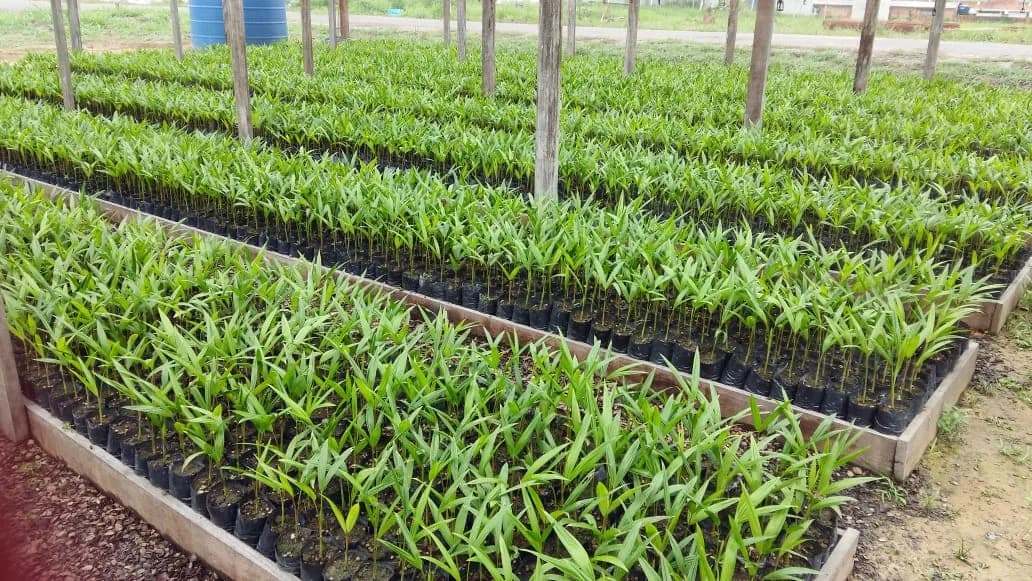 Pesquisa indica informações técnicas e econômicas sobre o cultivo do açaí no Amazonas