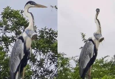 VÍDEO: Garça com copo de plástico preso no pescoço é resgatada por força-tarefa no RJ
