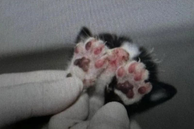 Mulher é presa por queimar dois filhotes de gato em Manaus