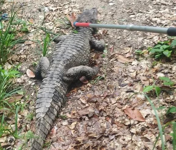Jacaré é resgatado após ser flagrado passeando em avenida de Manaus