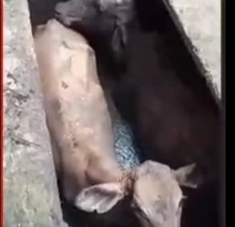 VÍDEO: Vacas são resgatadas com retroescavadeira após caírem em fossa no Amazonas