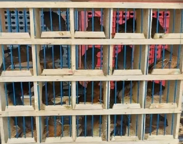 Pássaros silvestres transportados ilegalmente são resgatados em Pernambuco