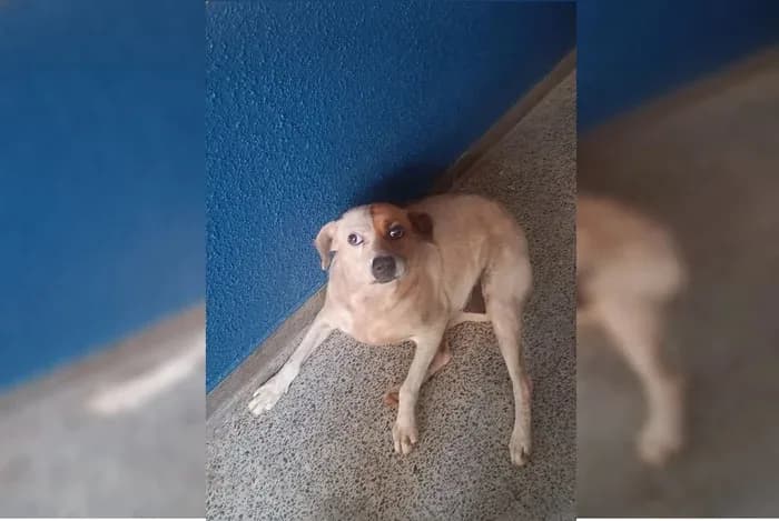 VÍDEO: Família reencontra cadelinha após ela morar por 3 meses em quartel