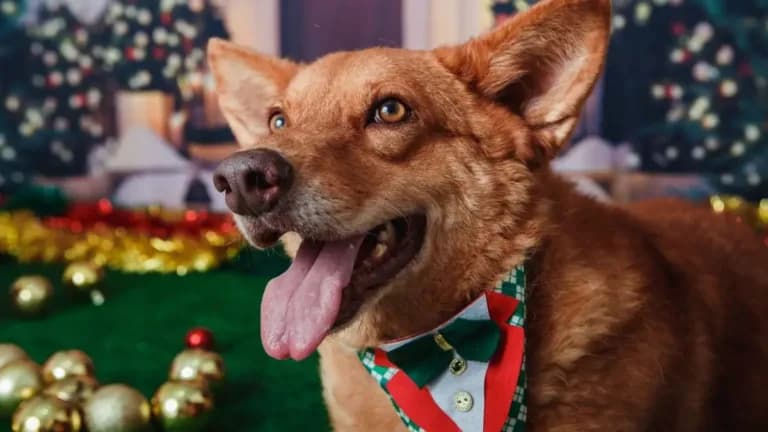 Animais domésticos do Brasil terão direito a RG com cadastro nacional; entenda