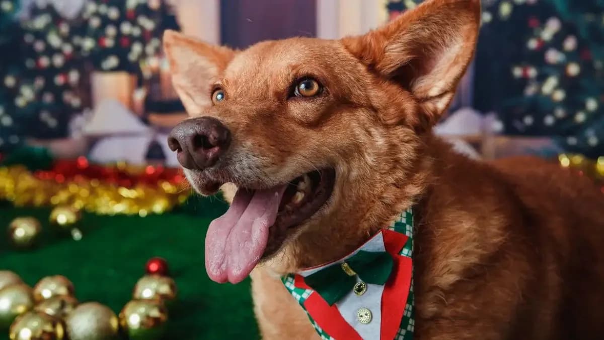 Animais domésticos do Brasil terão direito a RG com cadastro nacional; entenda