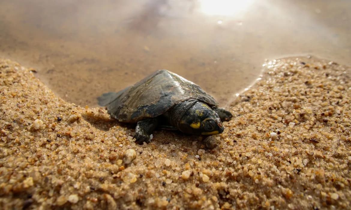 Nascimento de quelônios no maior berçário do Brasil sofre queda drástica de 75%