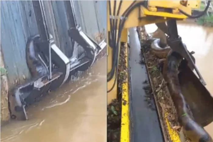 VÍDEO: Trabalhadores resgatam sucuri gigante presa em máquina, no MT