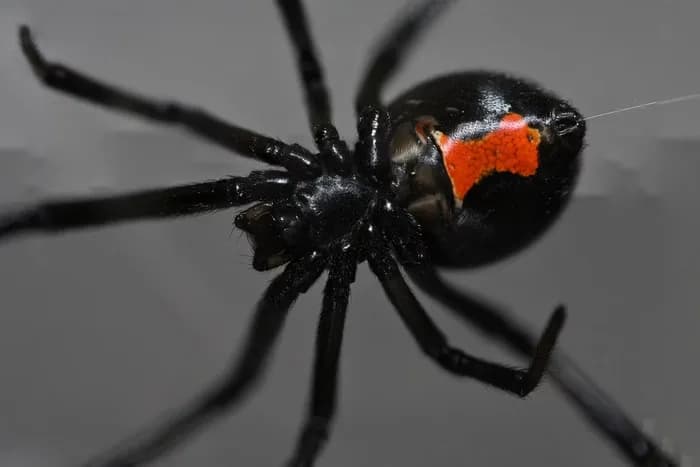 Bizarro: Mulher mói aranha viúva-negra, injeta em si mesma e vai parar no hospital