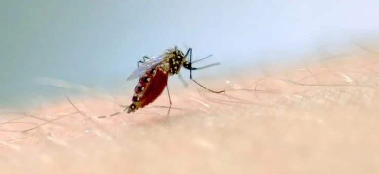 Aedes aegypti: veja passo a passo em 10 minutos para evitar proliferação do mosquito