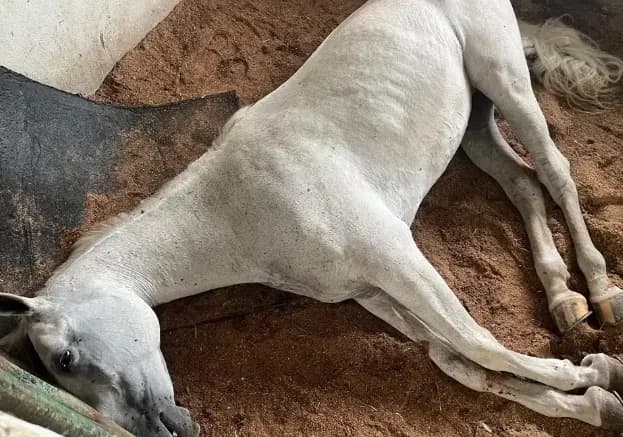 Mais de 20 cavalos morreram neste ano por suspeita de intoxicação em Manaus