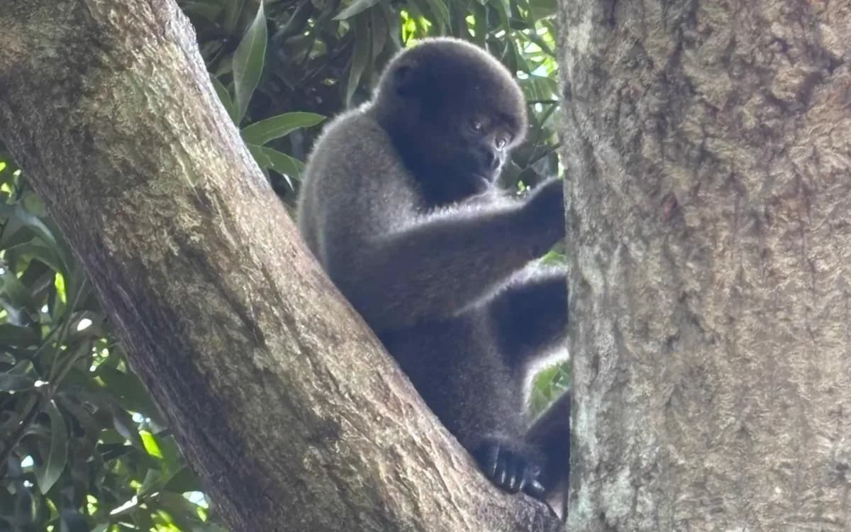 Crime ambiental: 6 macacos presos com cordas e pedaços de ferro são resgatados no Amazonas