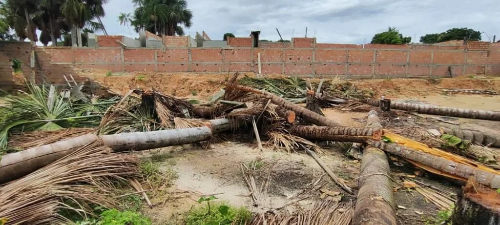 Homem é preso após ser flagrado cortando árvores sem autorização em Manaus