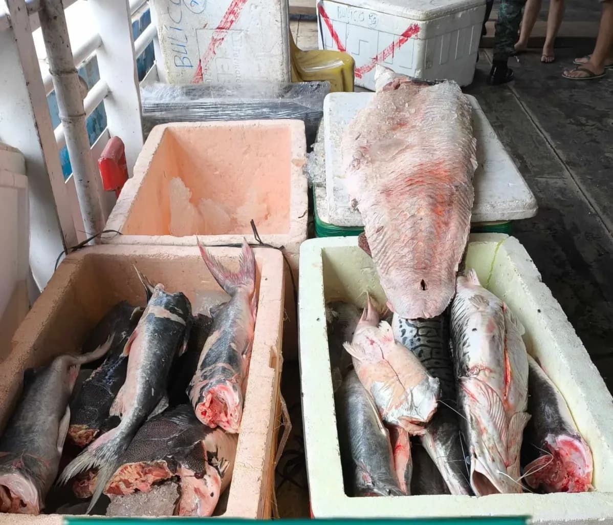 Homem é preso com quase 800 kg de pescado ilegal em porto de Manaus
