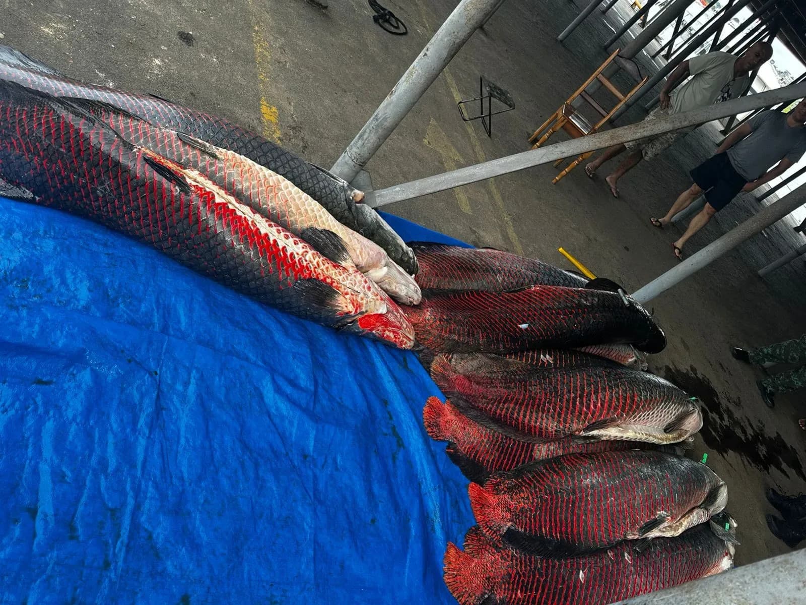 Em Coari, polícia apreende mais de 700 kg de pirarucu em barco pesqueiro