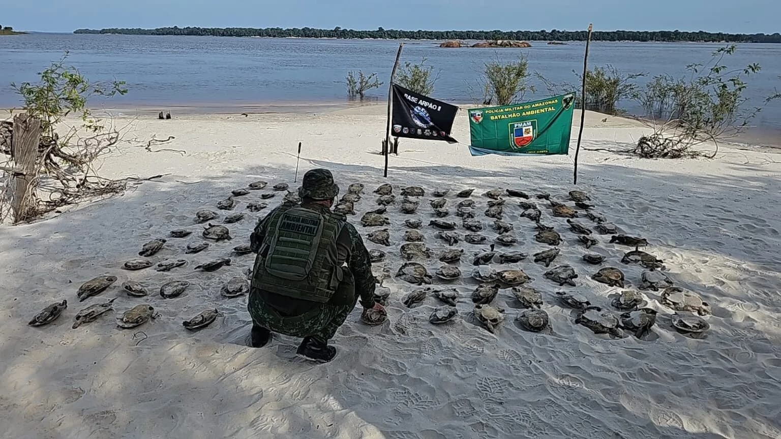 Mais de 100 quelônios são apreendidos em uma canoa em Novo Airão