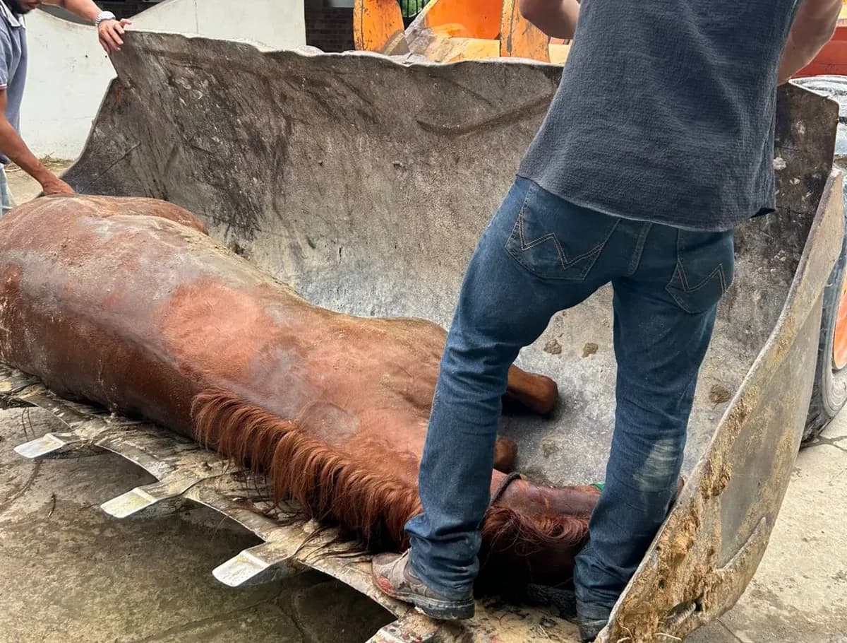 VÍDEO: Cavalos morrem contaminados por toxina no Haras Nilton Lins