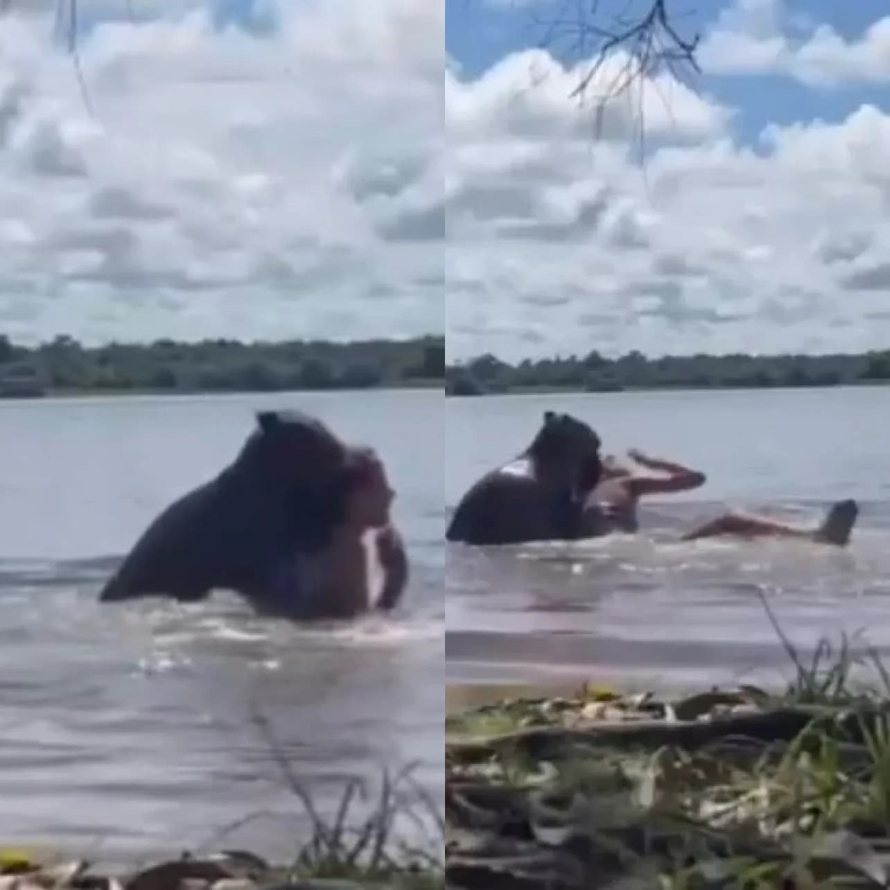 VÍDEO: Adolescente é atacada por capivara na Colômbia