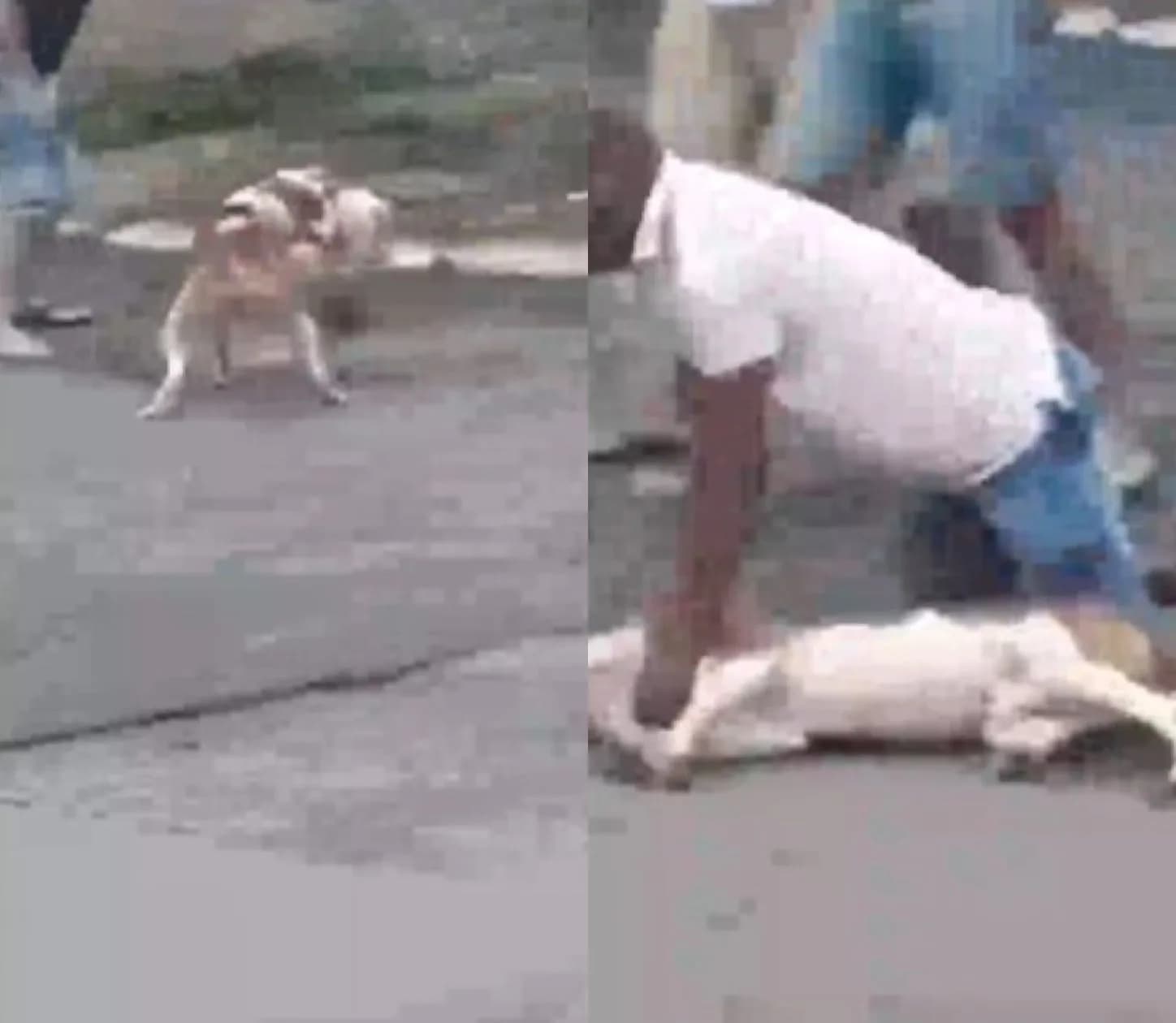 VÍDEO: Cachorro é atacado por pit bull em Ceilândia