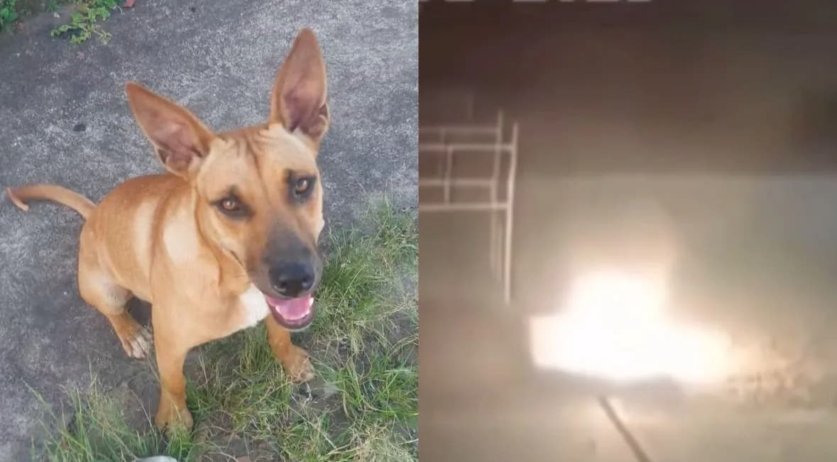 VÍDEO: Homem mata e queima cadela em Minas Gerais; Ele está foragido