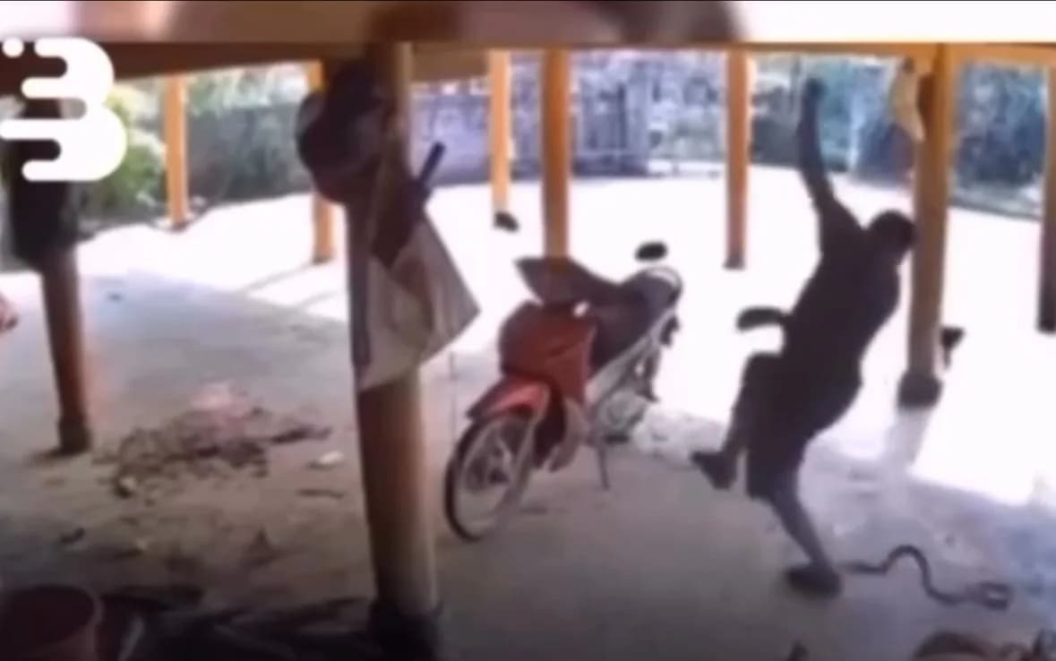 VÍDEO: Homem é atacado por cobra enquanto carregava saco de ração no Pará