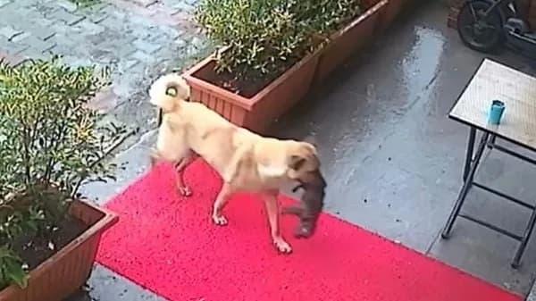 VÍDEO: Cachorra salva filhote ao levá-lo sozinha até porta de clínica veterinária