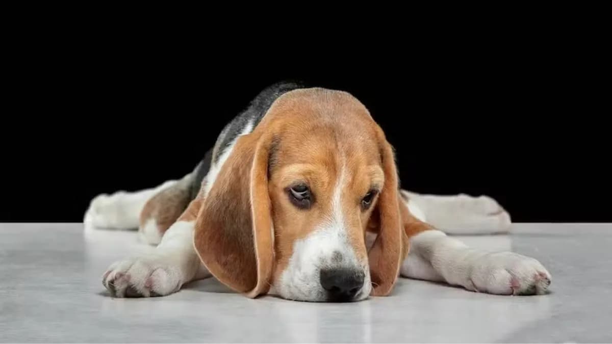 Tal tutor, tal pet: estresse de donos “contamina” cachorros; entenda