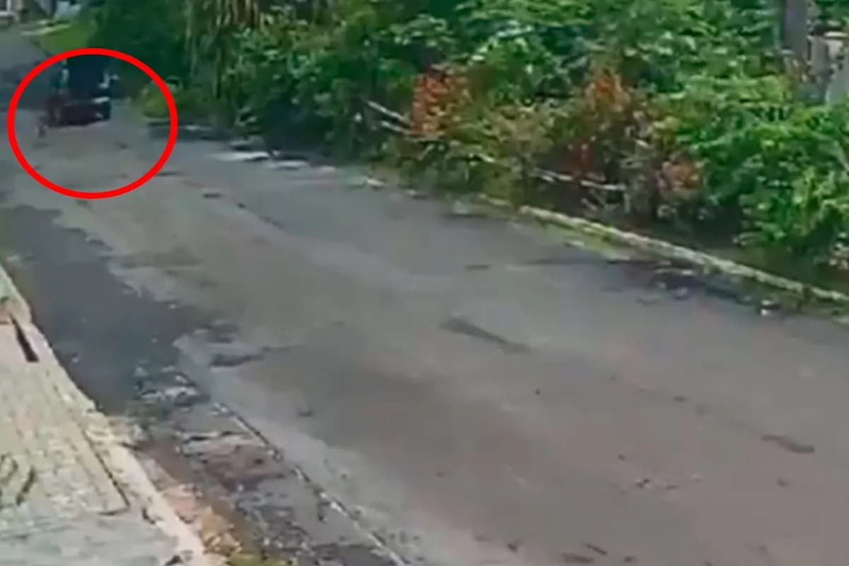 Cadela morre após ser abandonada em rua de Parintins