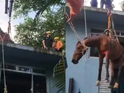 Cavalo é resgatado de laje após enchente em Peruíbe (SP)