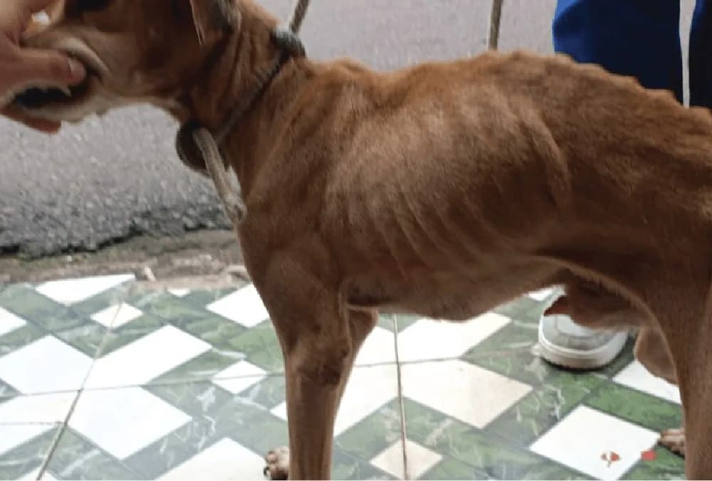 Mulher é presa por deixar cachorro caramelo sem água e comida em Manaus