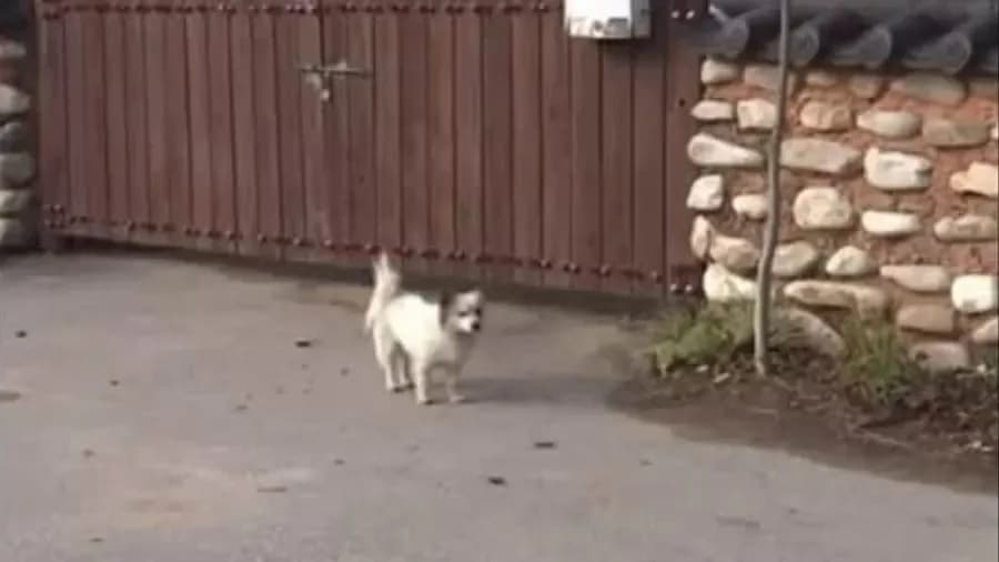 Cachorro que perdeu 9 tutores em tragédia aérea na Coreia vai a memorial e aguarda adoção