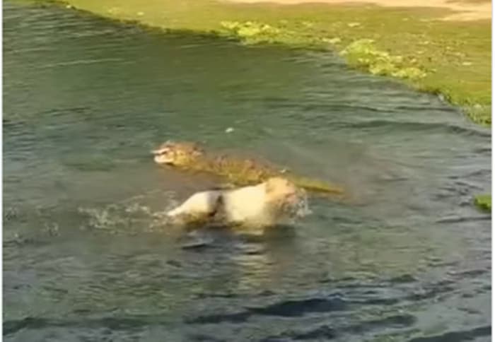 Cachorro caramelo é atacado por jacaré em lago na Bahia; Veja vídeo