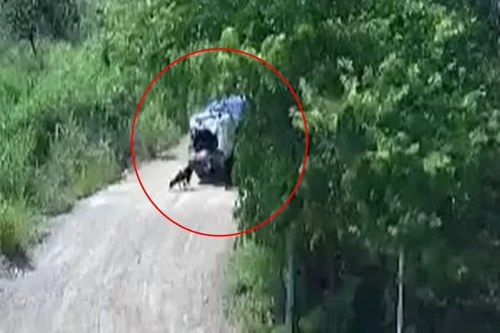 VÍDEO: Homem tira cachorro do porta-malas de carro e abandona animal, no DF