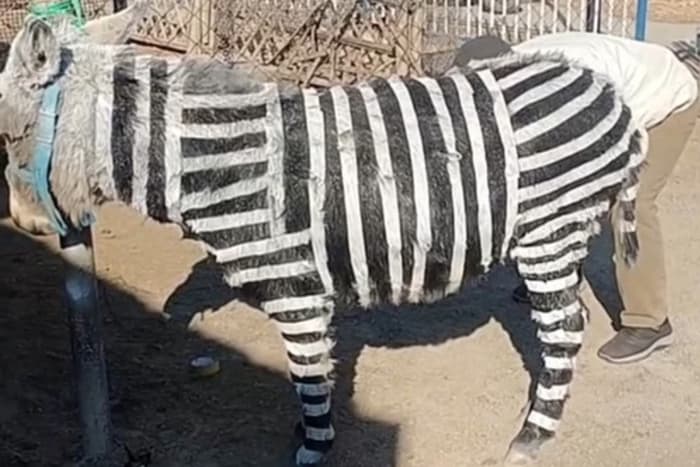 Zoológico chinês pinta burro para imitar zebra e causa polêmica