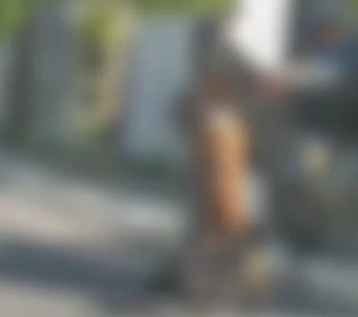 VÍDEO: Pitbulls atacam cavalos e causam caos no trânsito de Maceió