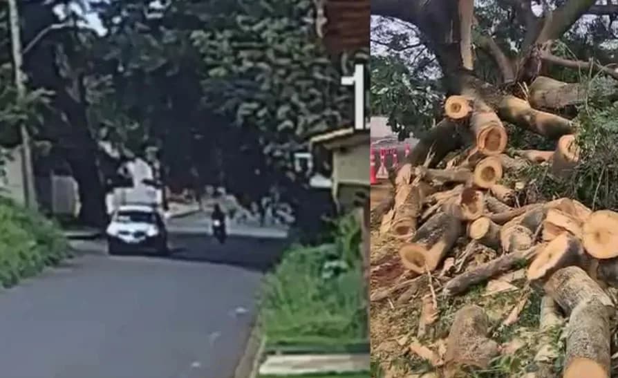 VÍDEO: Árvore cai sobre motociclista em MG e causa bloqueio em ruas