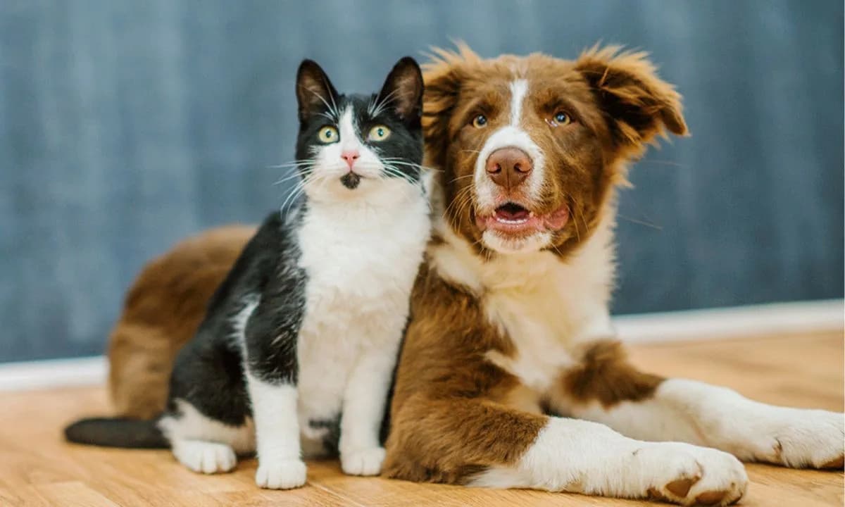 Perigo! Confira as plantas que podem envenenar seus pets