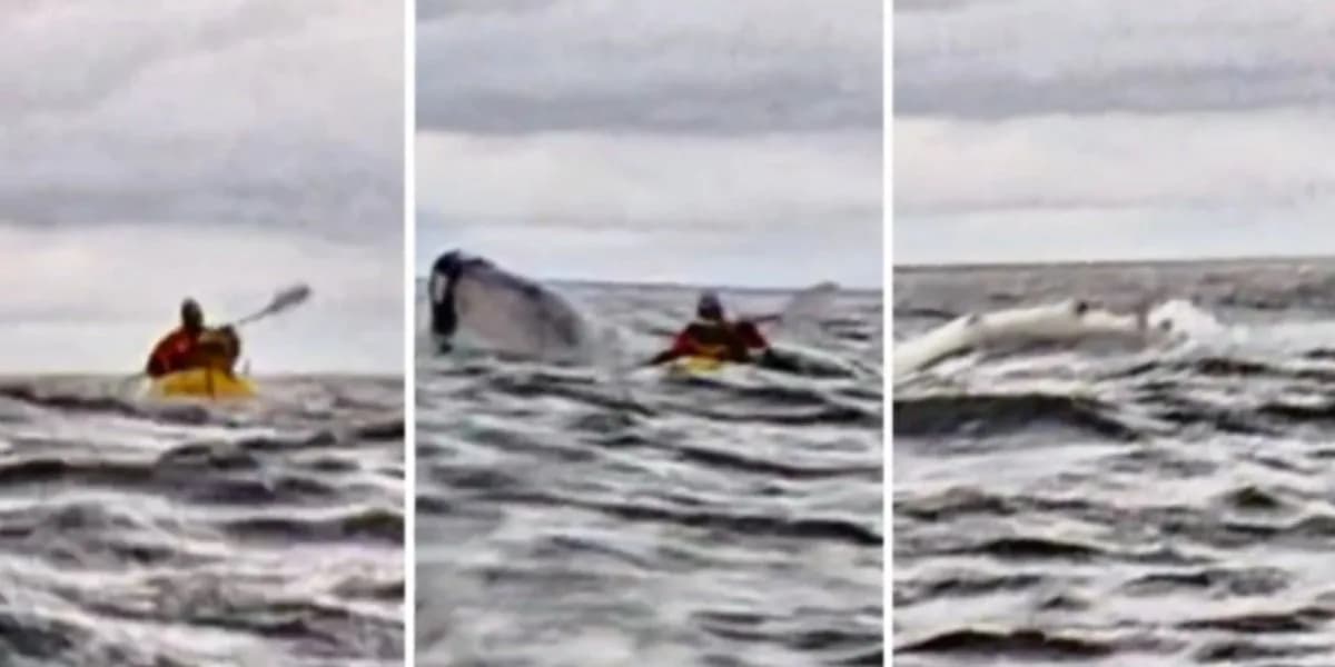 Parece mentira: Jovem é engolido e expelido por baleia no Chile; veja vídeo