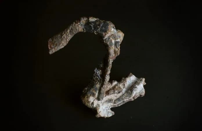 Nova espécie de réptil pré-histórico é descoberta no Brasil