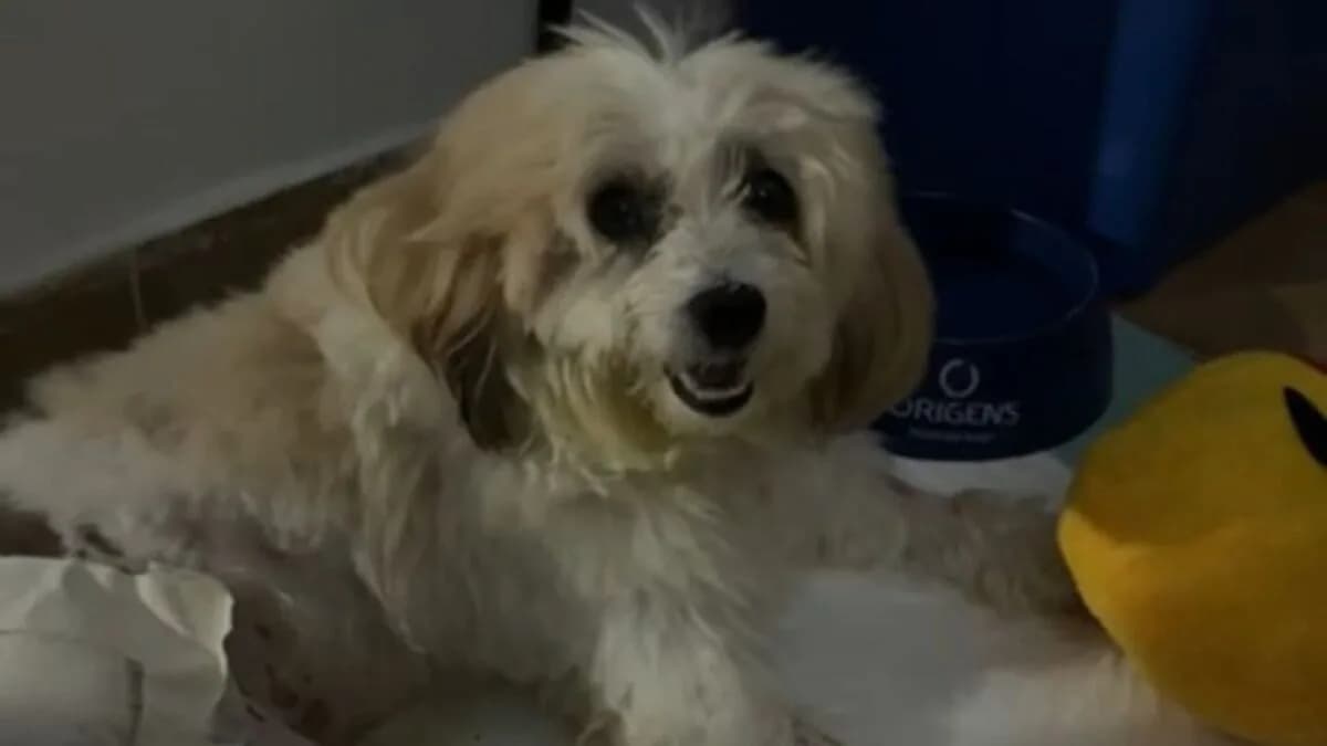 Cachorro processa prefeitura de João Pessoa (PB) por suposto erro em atendimento veterinário
