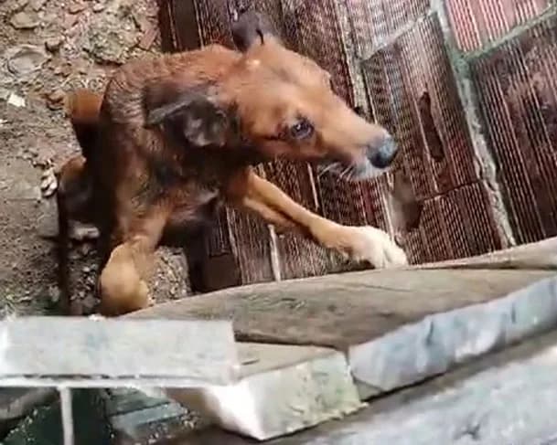 Dois cachorros são resgatados e mulher é presa por maus-tratos no bairro Compensa
